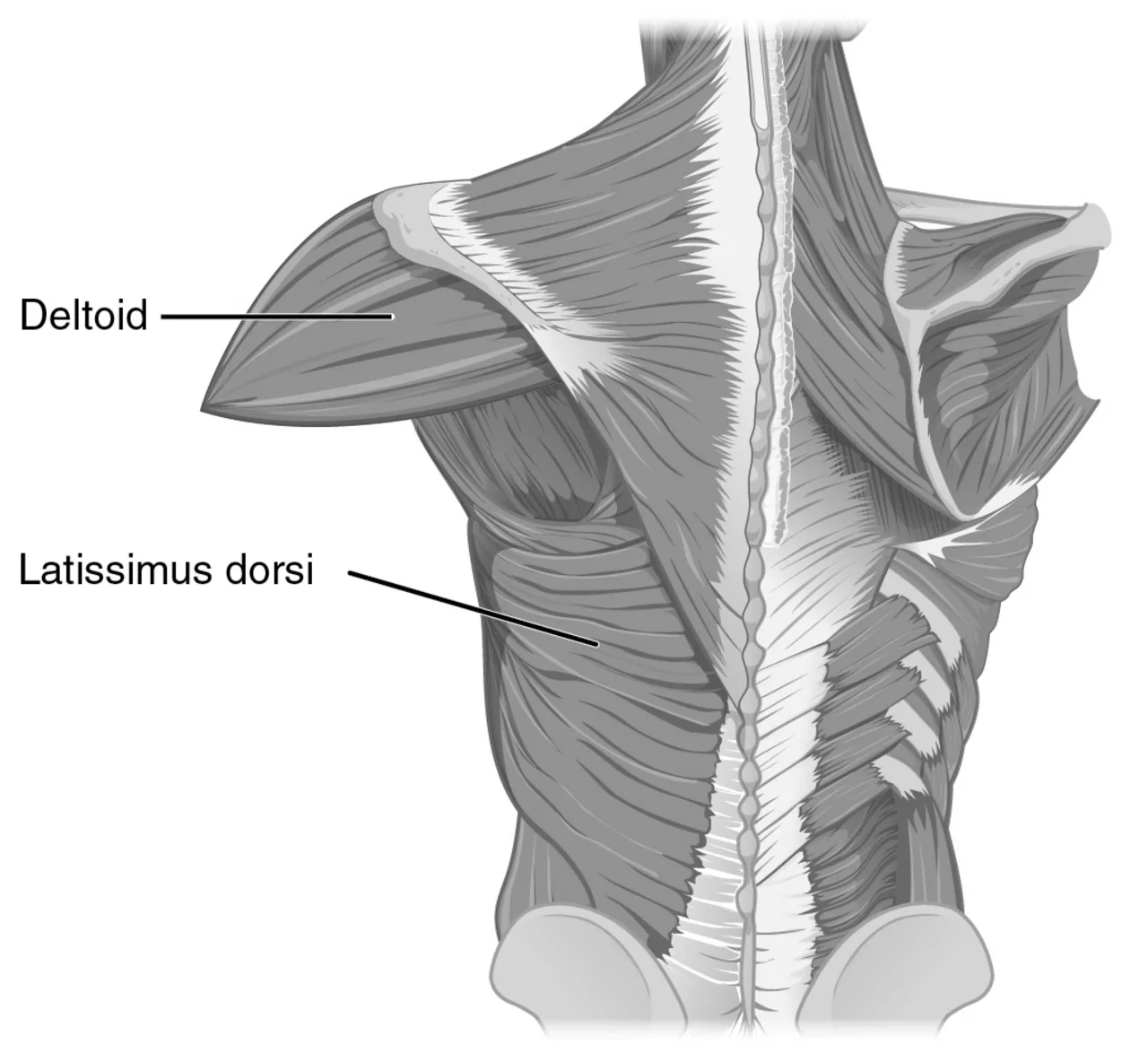 Pectoral