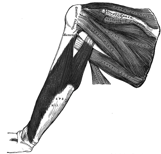 Anatomía del tríceps